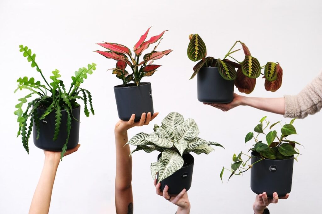 Philodendron für Anfänger